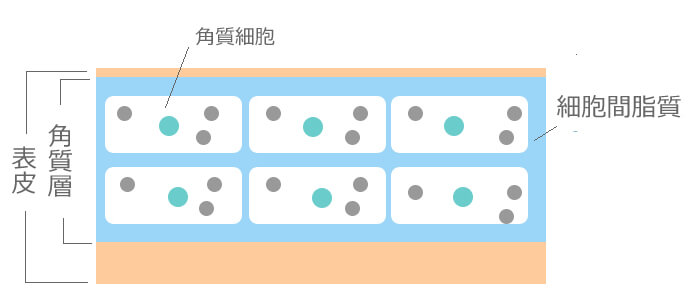 細胞 間 脂質 安い 化粧 水